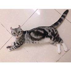 Mèo như con ngựa lại còn na ná dưa hấu